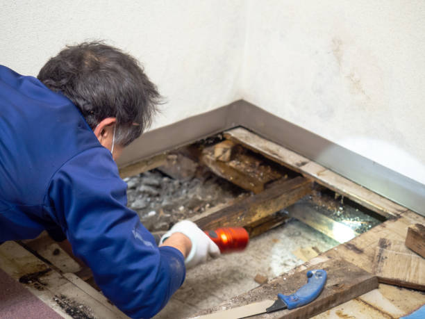 Best Insurance-Related Mold Remediation in St Johns, MI